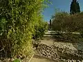 Allée de bambous