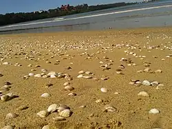 Sable coquillier