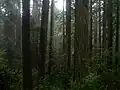 Redwoods côtiers