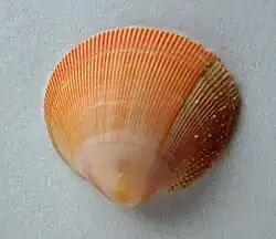 Pratulum pulchellum
