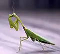 Mante religieuse (Mantidae)