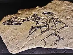 Preondactylus buffarinii.