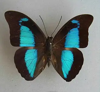 Prepona pheridamas