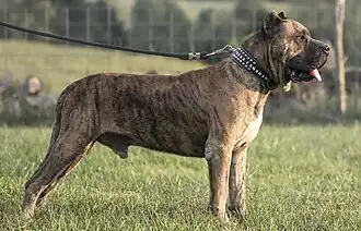 Presa canario bringé fauve.