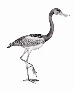 Dessin d'artiste de Presbyornis.