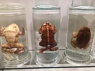 Description de l'image Preserved Malesian frog (Limnonectes malesianus), aquatic swamp toad (Pseudobufo subasper) and cane toad (Rhinella marina), Lee Kong Chian Natural History Museum, Singapore - 20150808.jpg.