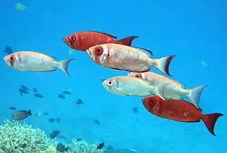 Un groupe de gros-yeux communs (Priacanthus hamrur)