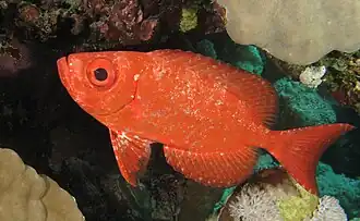 Priacanthus hamrur.