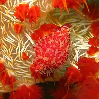 Primovula roseomaculata