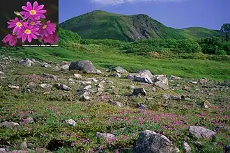 Primula cuneifolia et le mont Midori