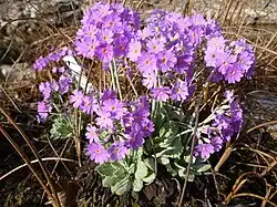 Aspect de la plante cultivée (jardin botanique de Göttingen).