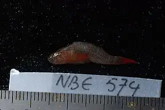 Priolepis inhaca.