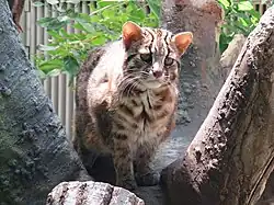 Un chat de Tsushima dans un arbre.