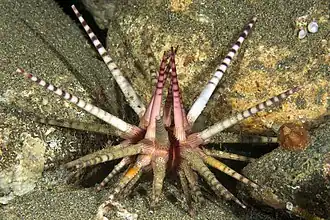 Oursin à piquants annelés (Prionocidaris baculosa) aux Philippines.
