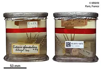 Prionocidaris glandulosa.