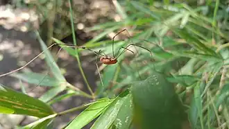 Description de l'image Prionostemma sp.jpg.