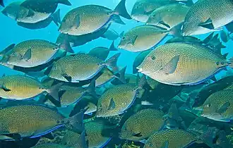 Prionurus maculatus