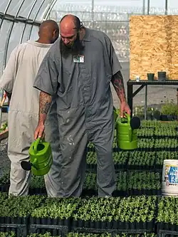 Deux hommes en bleu de travail arrosant des semis avec des arrosoirs.