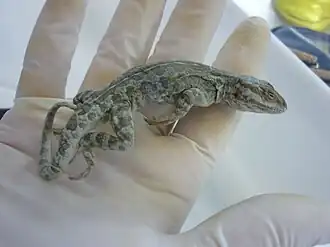 Description de l'image Pristidactylus casuhatiensis.JPG.