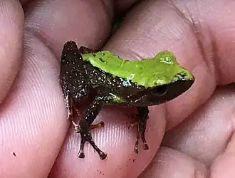 Description de l'image Pristimantis acerus 26589924 (cropped).jpg.