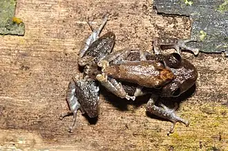 Description de l'image Pristimantis altamazonicus imported from iNaturalist photo 59099701 on 4 August 2020.jpg.