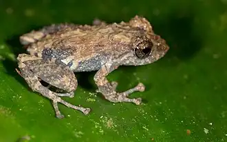 Description de l'image Pristimantis diadematus.jpg.
