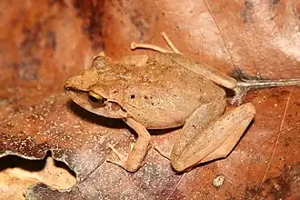 Description de l'image Pristimantis fenestratus01a.jpeg.