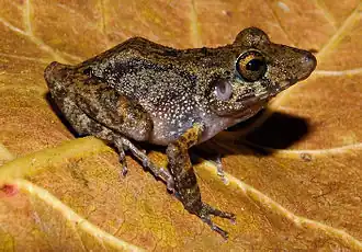 Description de l'image Pristimantis gaigei01.jpeg.