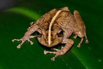 Description de l'image Pristimantis medemi01.jpeg.