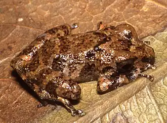 Description de l'image Pristimantis minutulus02.jpg.