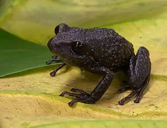 Description de l'image Pristimantis parectatus.jpg.