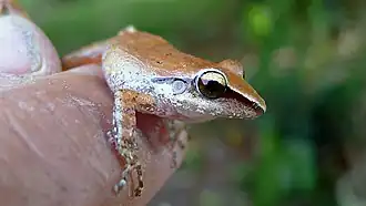 Description de l'image Pristimantis paulodutrai (Bokermann, 1975) (11821216263).jpg.