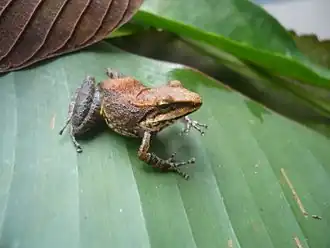 Description de l'image Pristimantis toftae Peru.jpg.