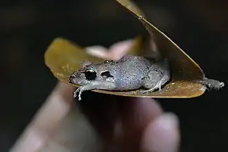 Description de l'image Pristimantis urichi 350425007.jpg.