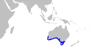 Description de l'image Pristiophorus_cirratus_distmap.png.