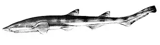 Description de l'image Pristiurus eastmani by jordan and snyder.jpg.