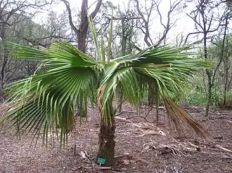 Description de l'image Pritchardia schattaueri, Koko Crater Botanical Garden - IMG 2255.JPG.