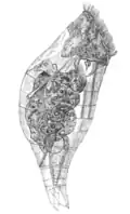 Proales daphnicola, un Proalidae