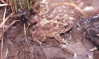Description de l'image Proceratophrys avelinoi.jpg.
