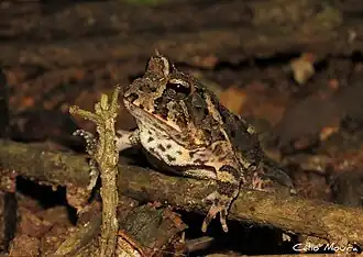 Description de l'image Proceratophrys cristiceps 111975291.jpeg.