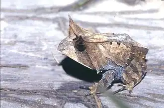 Description de l'image Proceratophrys laticeps.jpg.