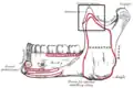 La mandibule : surface externe.
