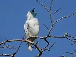 Araponga à gorge nue (mâle) (Procnias nudicollis)
