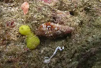 Prodotia iostoma