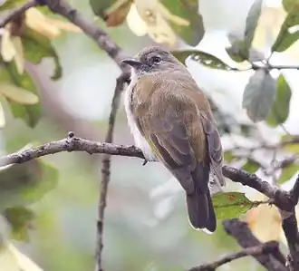 Description de l'image Prodotiscus zambesiae, Cuito-rivier, Birding Weto, a.jpg.