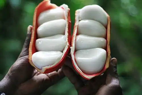 Cola de brousse
