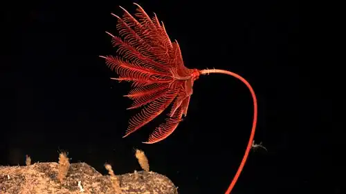 Proisocrinus ruberrimus.
