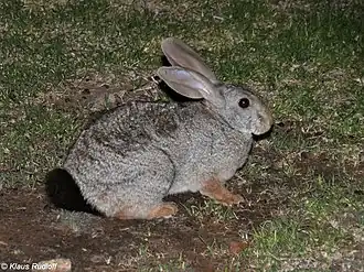Description de l'image Pronolagus randensis Rudloff.jpg.