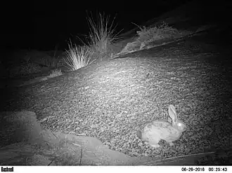 Description de l'image Pronolagus rupestris 31473492.jpg.