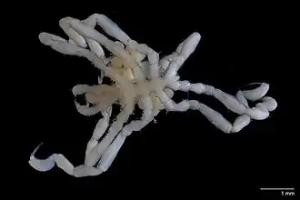 Propallene vagus